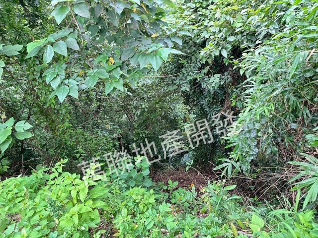 台中山坡地保育區林業-0