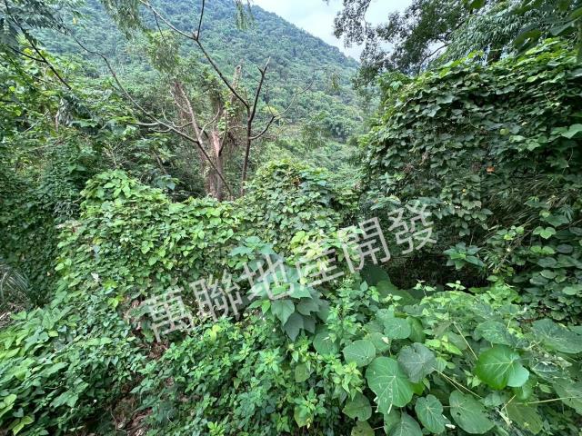 台中山坡地保育區林業-4